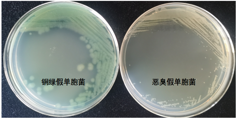 天然礦泉水檢測中的新角色--惡臭假單胞菌 天然礦泉水檢測中的新角色--惡臭假單胞菌