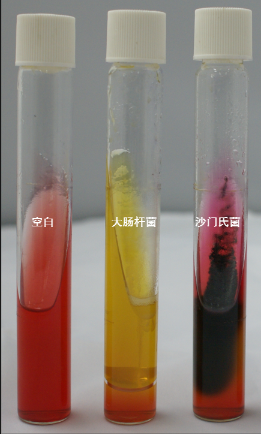 VRBA內的紅色小菌落，有可能是沙門(mén)氏菌？