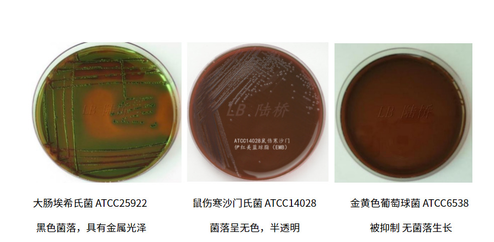 大腸埃希氏菌的選擇性分離培養基——伊紅美藍瓊脂(EMB) 大腸埃希氏菌的選擇性分離培養基——伊紅美藍瓊脂(EMB)