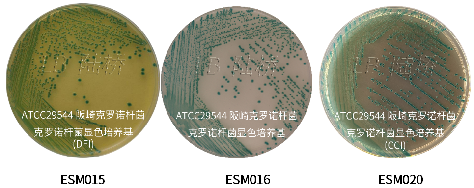 GB 4789.40-2024克羅諾桿菌檢驗標準變更解讀 GB 4789.40-2024克羅諾桿菌檢驗標準變更解讀