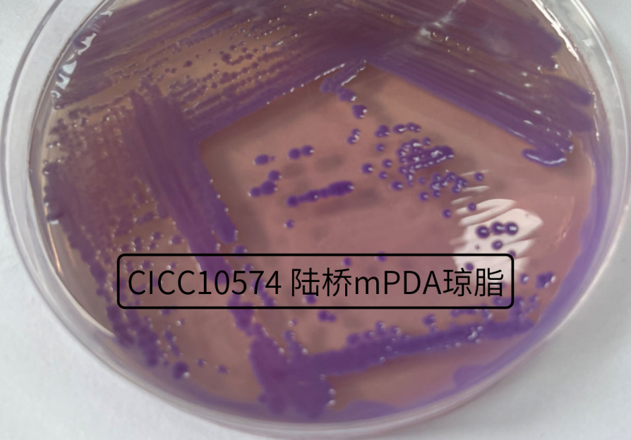 不斷變換“馬甲”的細菌——唐菖蒲伯克霍爾德氏菌(上) 不斷變換“馬甲”的細菌——唐菖蒲伯克霍爾德氏菌(上)