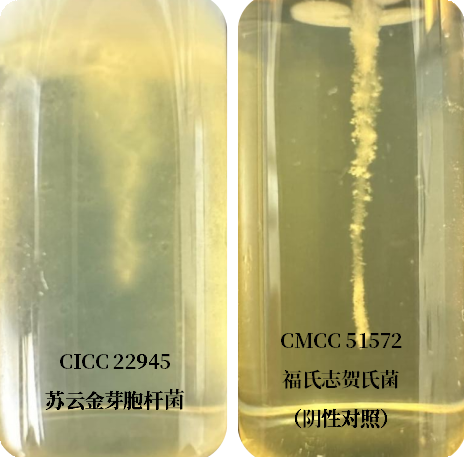 誰(shuí)是芽胞桿菌中的“運動(dòng)健將”? 誰(shuí)是芽胞桿菌中的“運動(dòng)健將”?